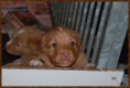/album/fotogalerij-gio/gio-2-5-weken-jpg/